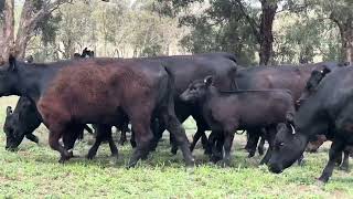 24 x 24 ANGUS X BLACK COMPOSITE HEIFERS ON THEIR FIRST CALF AC COSIER [upl. by Akiam]