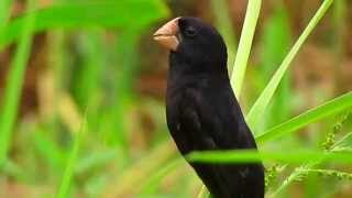 Nicaraguan seed finch Oryzoborus nuttingi Boat video [upl. by Nosned]