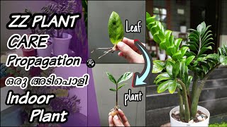 ZZ Plant Care Propagation  Indoor plant ആയാൽ ഇങ്ങനെ വേണം  low maintenance and easy care [upl. by Knick252]