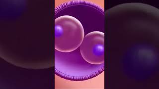 Fertilization Of Egg amp Sperm In Human  3D Animation medical [upl. by Eneleuqcaj]