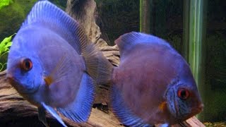 COLORFULL BLUE DISCUS And Other Fish Species  Diskus fisk i akvariet [upl. by Files]