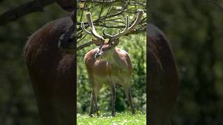 Deer Sounds  Bactrian deer [upl. by Beniamino]