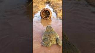 Survival Skills Simple and Useful with Clay Frog Trap survival bushcraftcampingshorts [upl. by Hsemar975]