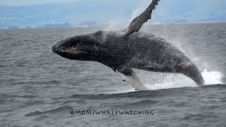 How many Humpback Whale breaches can you count A show of a lifetime [upl. by Vale]