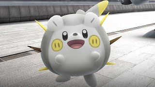 Playing Pokémon GO Togedemaru Spotlight Hour with TRIPLE Stardust [upl. by Aliekahs979]