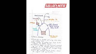 Axillary Nerve Notes🔥 anatomy bhms bhmsstudents bhmsexams study medicalstudent medico viral [upl. by Aicaca69]