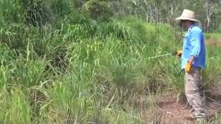 LandcareNT  Episode 15 Spraying Weeds Gamba Grass case study [upl. by Curhan]