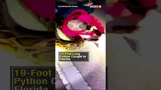 19Foot Long Python Caught In Florida  US News  USA  Snake Videos  Python  shorts  News18 [upl. by Christalle138]