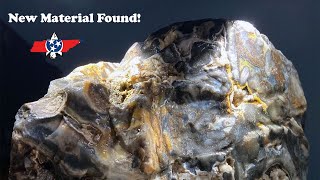 Rockhounding Tennessee Creeks Amazing Fossil Found [upl. by Davena693]