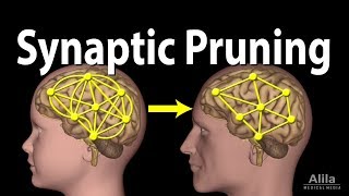 Synaptic Pruning Animation [upl. by Ettenawtna]