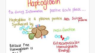 Haptoglobin functions  veterinary haematology [upl. by Reeve]