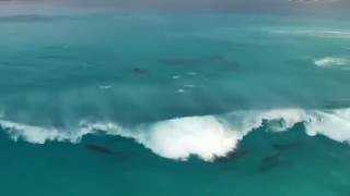 Delfines jugando con las olas del mar [upl. by Gustav104]