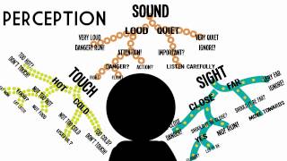 Sensation amp Perception Information Processing in the Brain [upl. by Aihsinyt80]