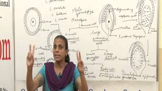 Cycas BSc MSc Lecture by Dr Anupama Goyal I Guru Kpo [upl. by Merriman498]