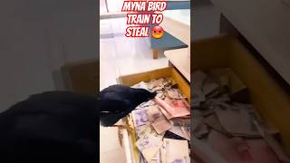 Myna Starling bird trained to steal in china So sad 😡 [upl. by Riocard]