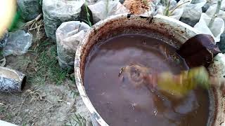 how to make a organic potash organic fertilizer madeall gardening information [upl. by Ylrebme]