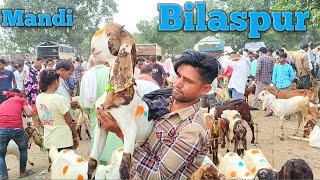 28 Bilaspur Bakra Mandi 2024 totapari bakra price Bilaspur bazar Sirohi goat  Bilaspur goat market [upl. by Halika742]