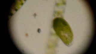 Paramecium bursaria with zoochlorellae [upl. by Carla]