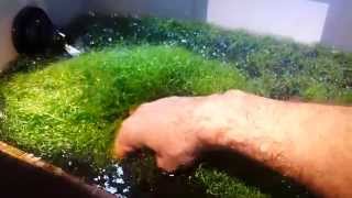 A little Chaeto in my Refugium [upl. by Gail385]