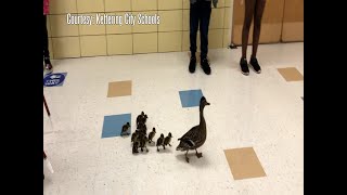 Kettering school hosts parade of ducks [upl. by Heall]