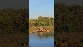 Maasai Mara Wildlife Sightings Today 101124  Zebra Plains  ShortsAfrica [upl. by Sardse993]