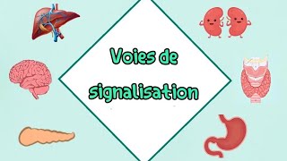 Voies de signalisation et mécanismes moléculaires شرح مفصل بالعربية cour 2 ème année médecine [upl. by Coop]