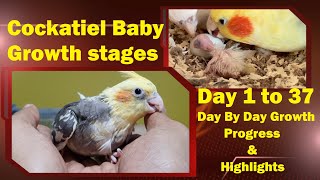 Baby Cockatiel Growth Stages day 1 to 37  Cockatiel Baby Day by Day Growth Progress amp Highlights [upl. by Bergren]