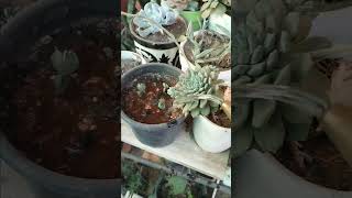 Watering my succulents trending succulentlover wateringsuccculent succulentips [upl. by Pump]