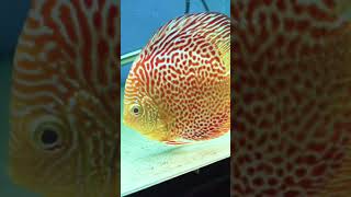 Discus Fish  Albino Ring Leopard V53 shorts shortvideo trending viral aquarium discusfish 🐠 [upl. by Aelat]