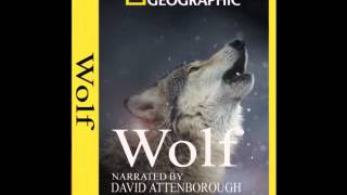 Wolf OST  Winter  National geographic [upl. by Aihsined713]