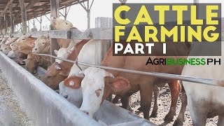 Cattle Farming Part 1  Cattle Farming in the Philippines  Agribusiness Philippines [upl. by Rinee341]