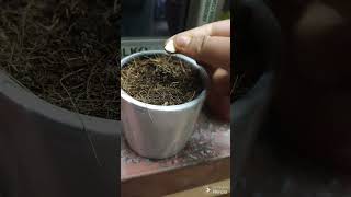 how to propagate plum tree from seed germination fungardening [upl. by Zacks597]