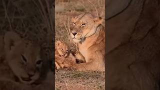 Mother Lioness with her tiny cubs Baby Lion Shorts [upl. by Thecla205]