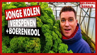 HOE VERSPEEN JE JONGE KOOL PLANTEN EN BOERENKOOL OOGSTEN  Week 8  Vlog 76  Dag op de moestuin [upl. by Bern804]