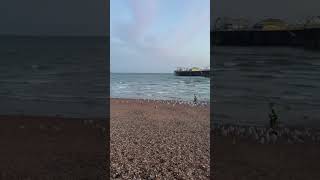 Beach birds  providing food for birds  evening capture  amazing location [upl. by Sualkcin]