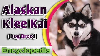 Alaskan Klee Kai Dog Breed  Encyclopedia [upl. by Alyss488]