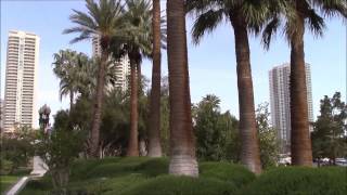 Washingtonia filifera California Fan Palm [upl. by Tadio]