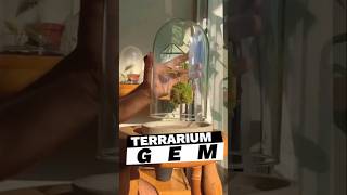 Terrarium Gem terrarium design garden [upl. by Niknar]