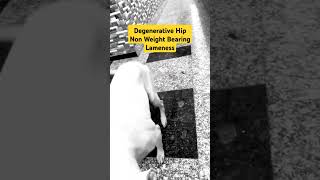 Dog Lameness Non Weight Bearing  Degenerative Coxofemoral Joint  DJD Hip Dysplasia HD Dog SKRDVET [upl. by Saks]