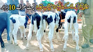 Australian Cow Calf Available For Sale At Cow Mandi Punjab 2022 [upl. by Roybn591]