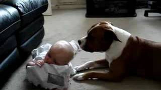 Staffordshire Bull Terrier And Baby [upl. by Parthinia]