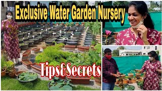 120 పైగా వెరైటీల కలువ మరియు తామర పూల నర్సరీExclusive WaterGarden Nursery waterlilly lotus [upl. by Sivatnod]