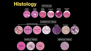 Introduction to Histology [upl. by Abisha]