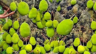 how to make jackfruit tree bear fruit propagate Jackfruit in pomelo fruit amp Use Aloe Vera Boosting [upl. by Kreg]