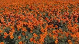 Fresno family business grows Marigolds for Día de los Muertos [upl. by Ecylla]