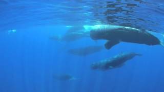 Sperm Whale Clicking Sounds [upl. by Asnarepse574]