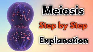 Meiosis  Step by Step Explanation [upl. by Blumenthal162]