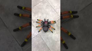 Zuru Robo Alive™ Giant Tarantula Robotic Pet  The Entertainer 10 [upl. by Anemolihp]