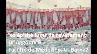 Les épithéliums de revêtement [upl. by Giacinta]