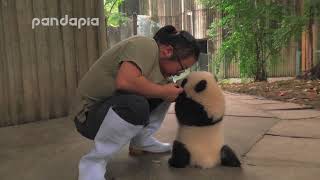 keeper encourages the panda cub to walk [upl. by Bohlin6]